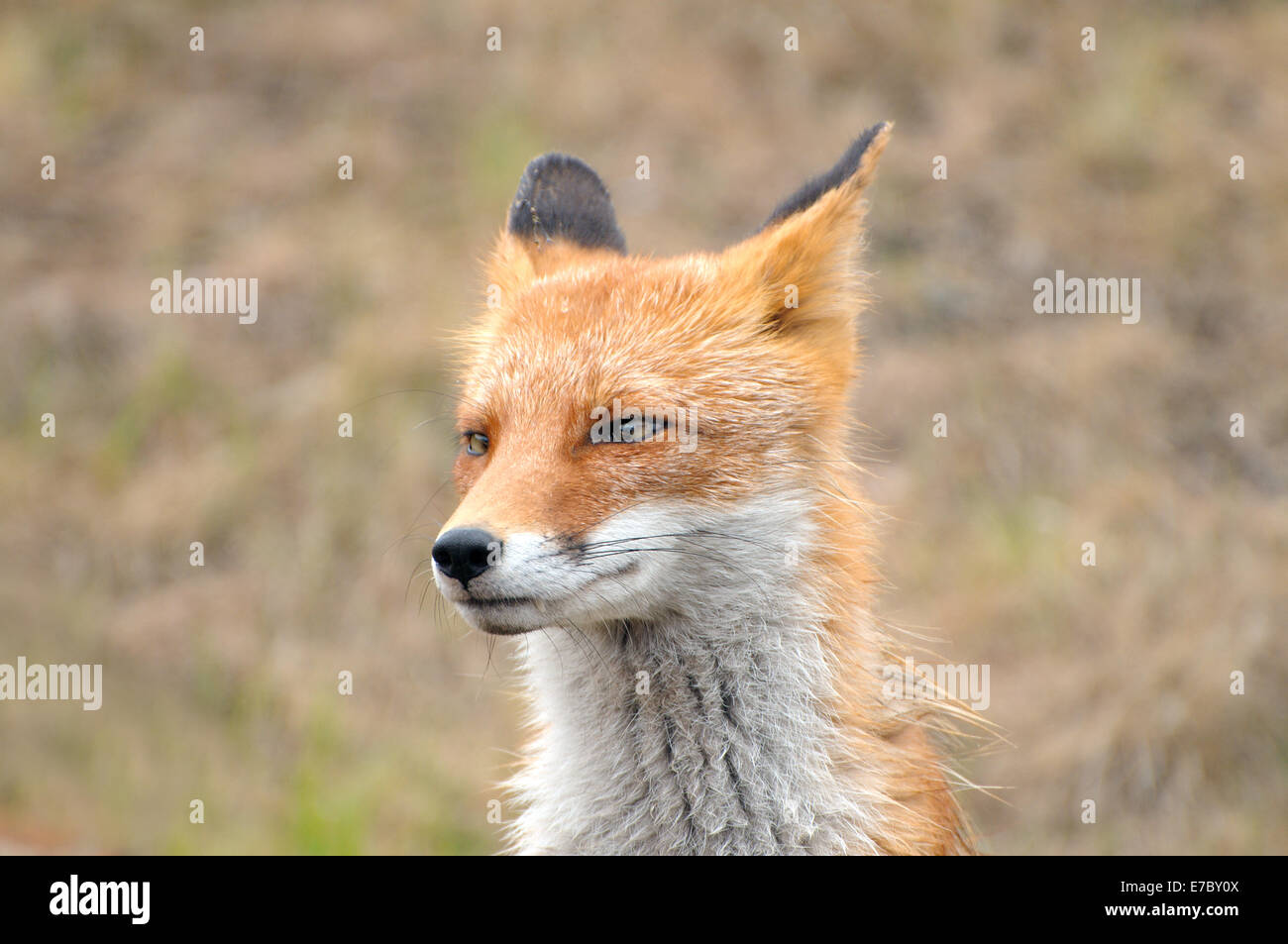 Ritratto lampeggiato, wet red fox (Vulpes vulpes vulpes), Vladivostok, Estremo Oriente, in Russia Foto Stock