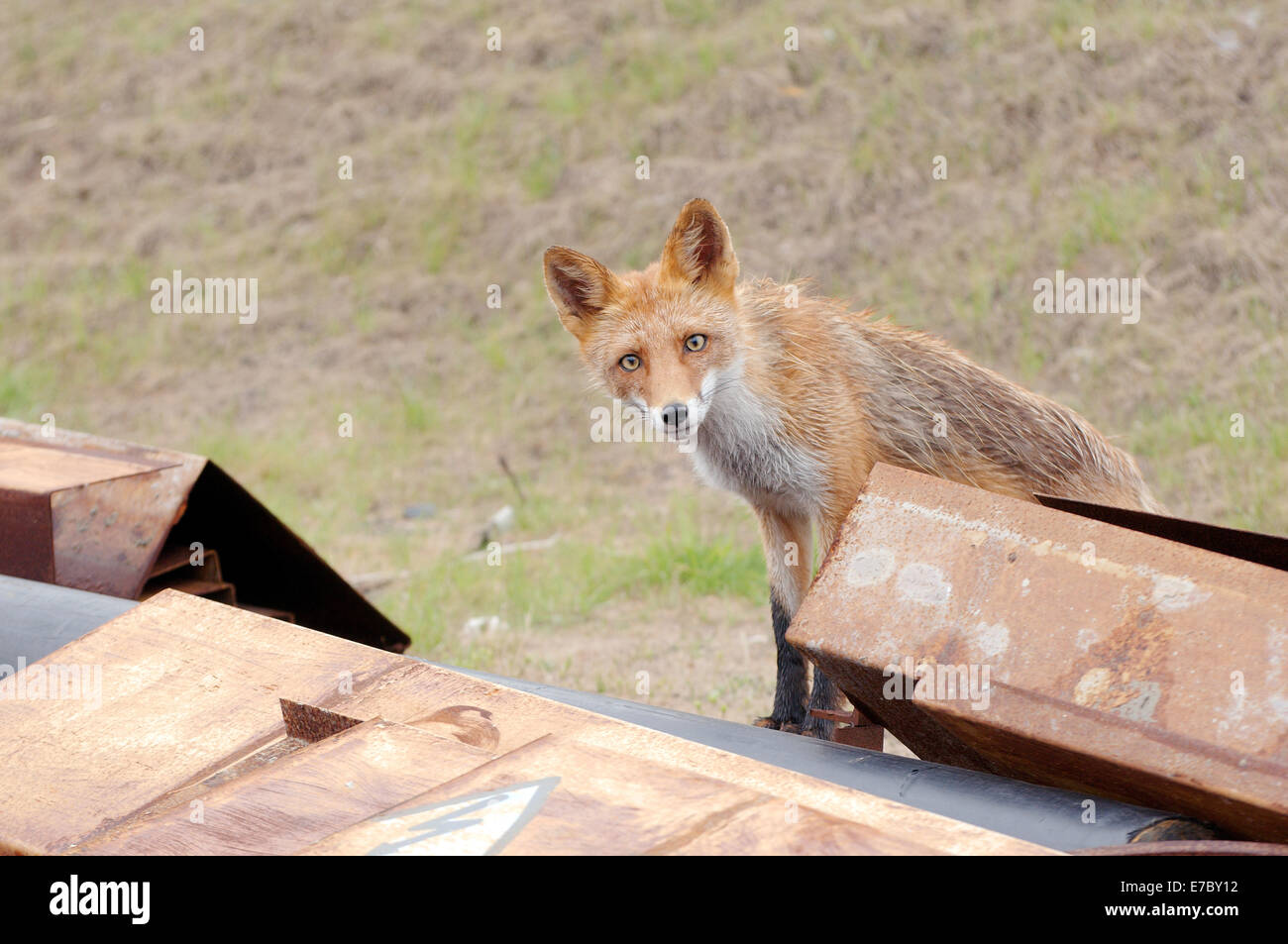 Curioso, wet red fox (Vulpes vulpes vulpes) peeking fuori del davanzale, Vladivostok, Estremo Oriente, in Russia Foto Stock
