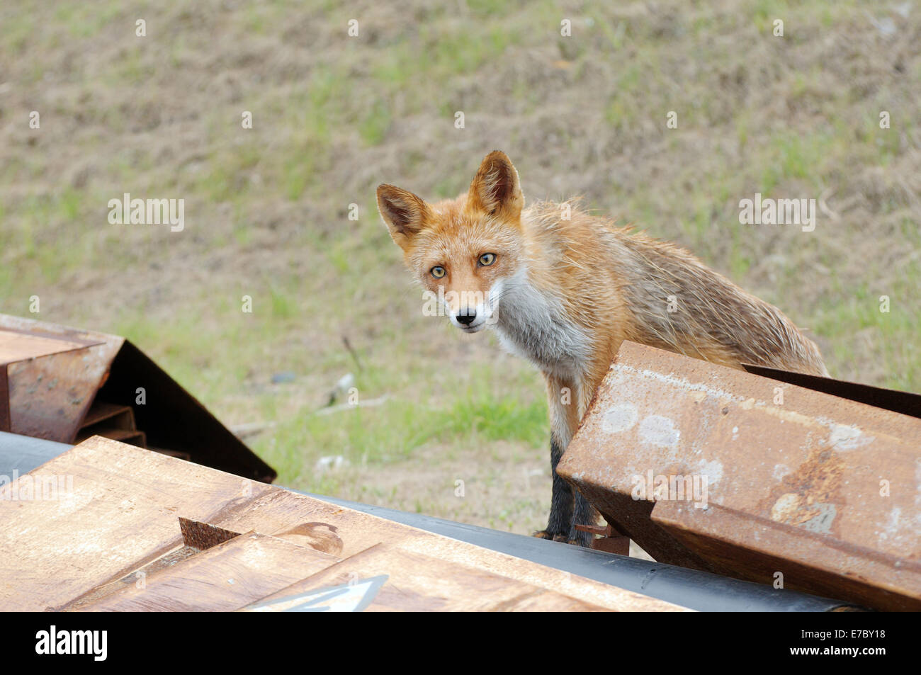 Curioso, wet red fox (Vulpes vulpes vulpes) peeking fuori del davanzale, Vladivostok, Estremo Oriente, in Russia Foto Stock