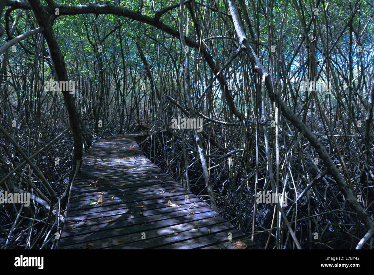 Una passeggiata nella foresta di mangrovie di Petit Trou laguna vicino le Piantagioni di Tobago Resort. Foto Stock