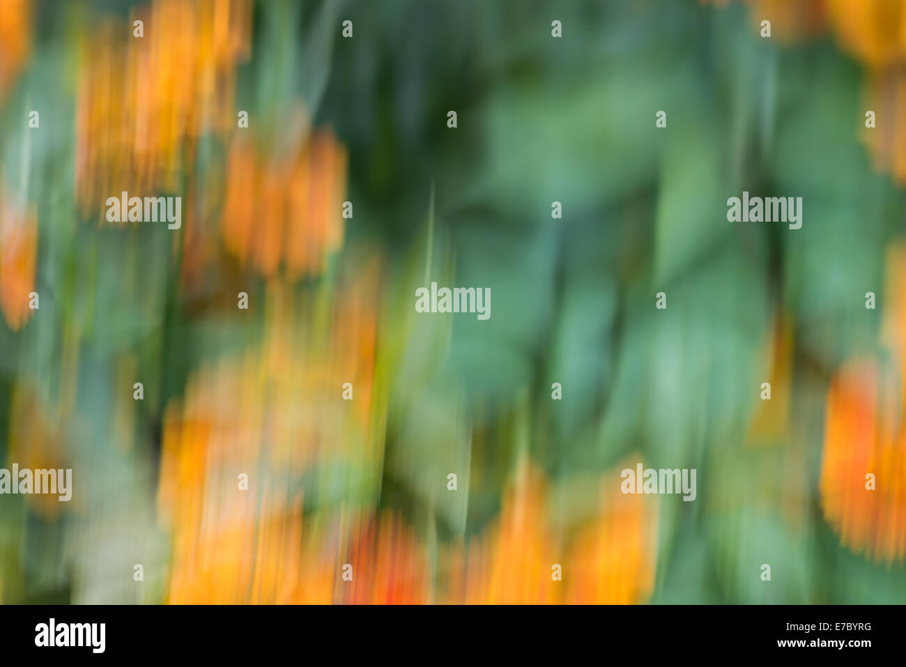 Abstract background in giallo e verde, arte fotografica Foto Stock