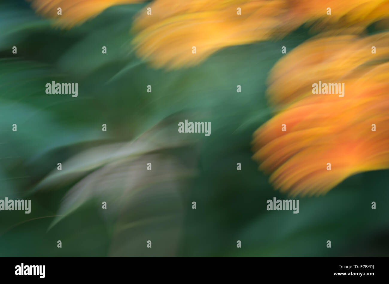 Abstract background in giallo e verde, arte fotografica Foto Stock