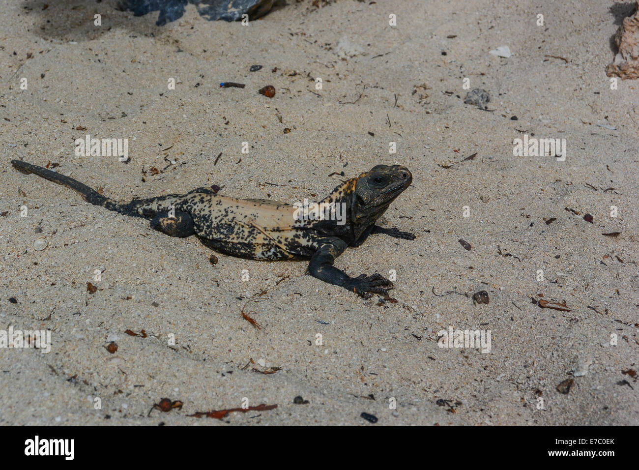 Un Raotan spinoso-tailed iguana in Honduras Foto Stock