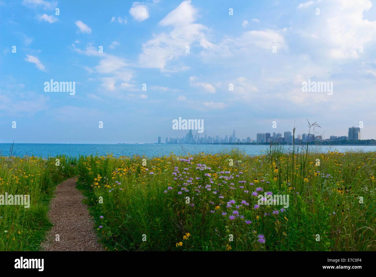 Prateria fiori selvatici a Montrose punto. Chicago, Illinois. Il centro di Chicago in distanza. Foto Stock