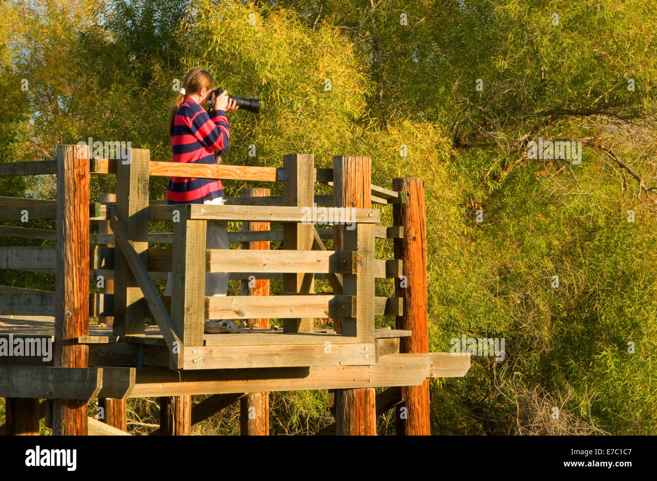 La fauna selvatica piattaforma di visualizzazione lungo tour road, Sacramento National Wildlife Refuge, California Foto Stock