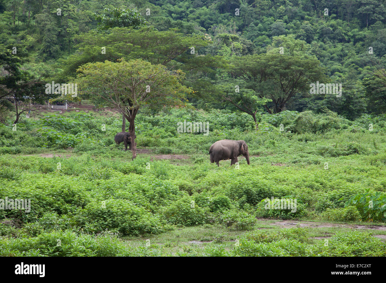 Elefante asiatico Foto Stock
