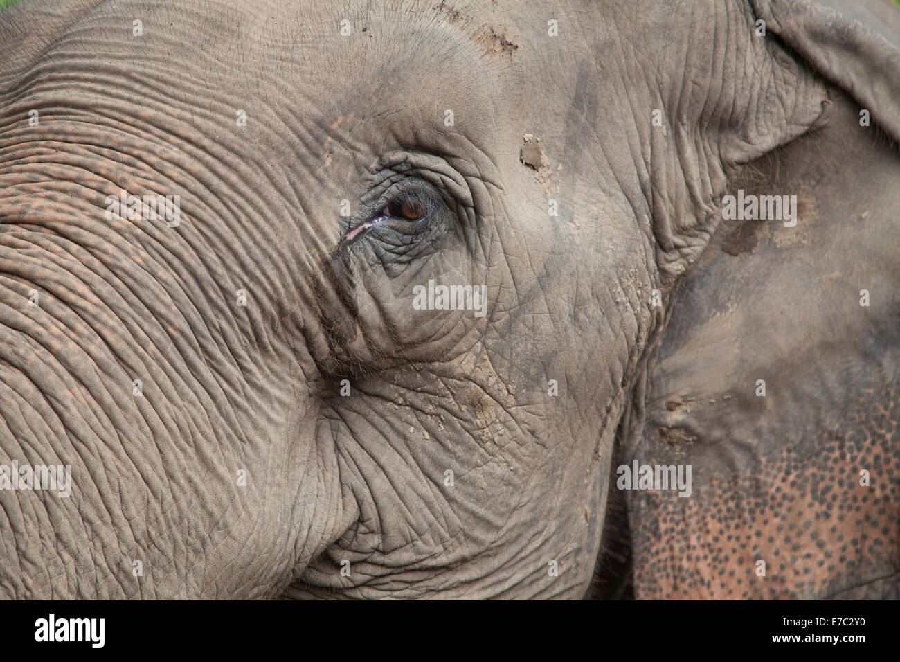 Elefante asiatico Foto Stock