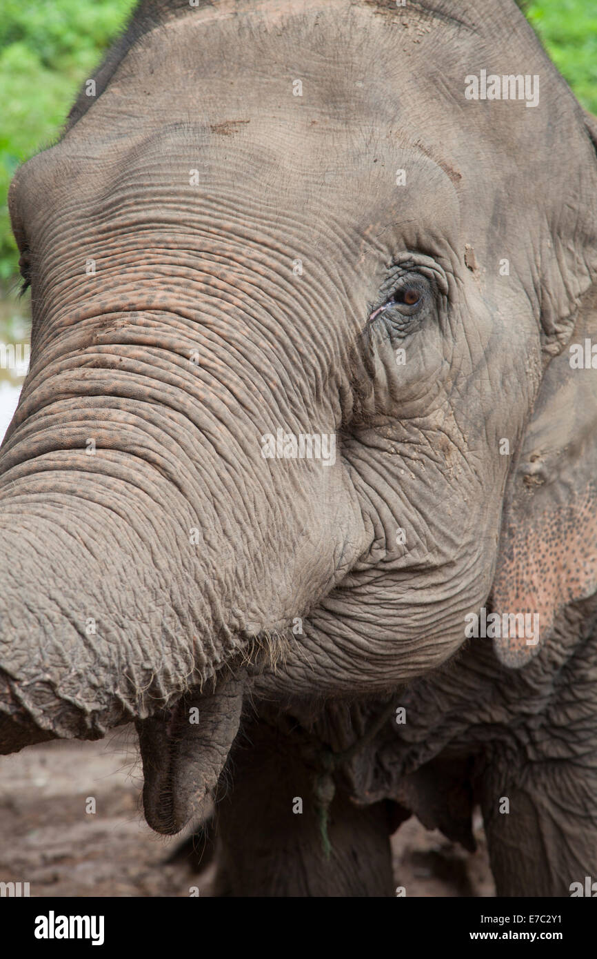 Elefante asiatico Foto Stock