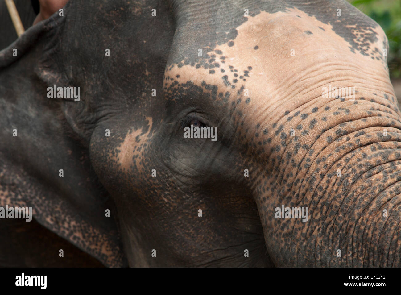 Elefante asiatico Foto Stock