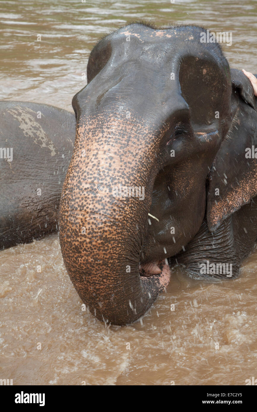 Elefante asiatico Foto Stock
