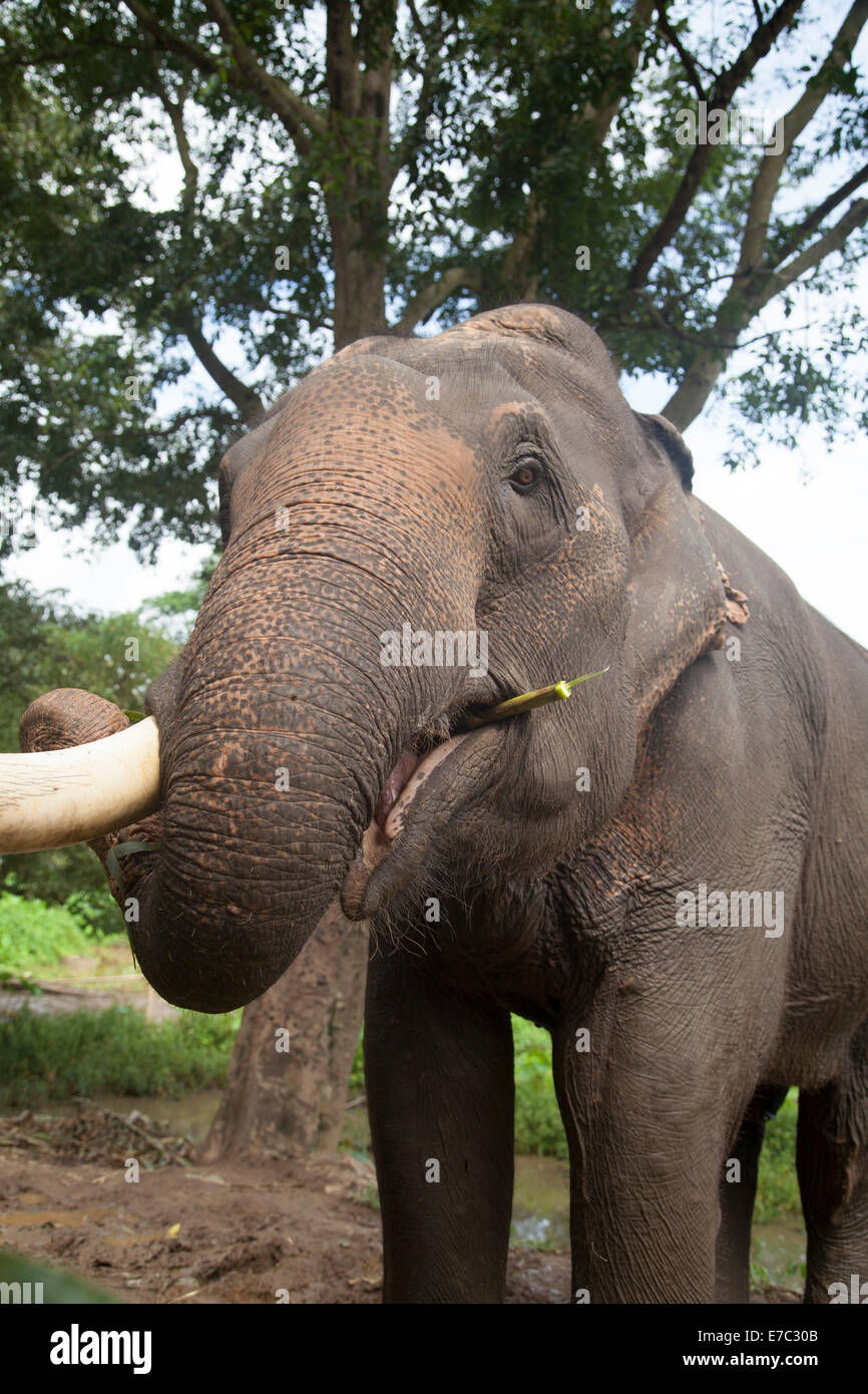 Elefante asiatico nel suo habitat in Thailandia Foto Stock