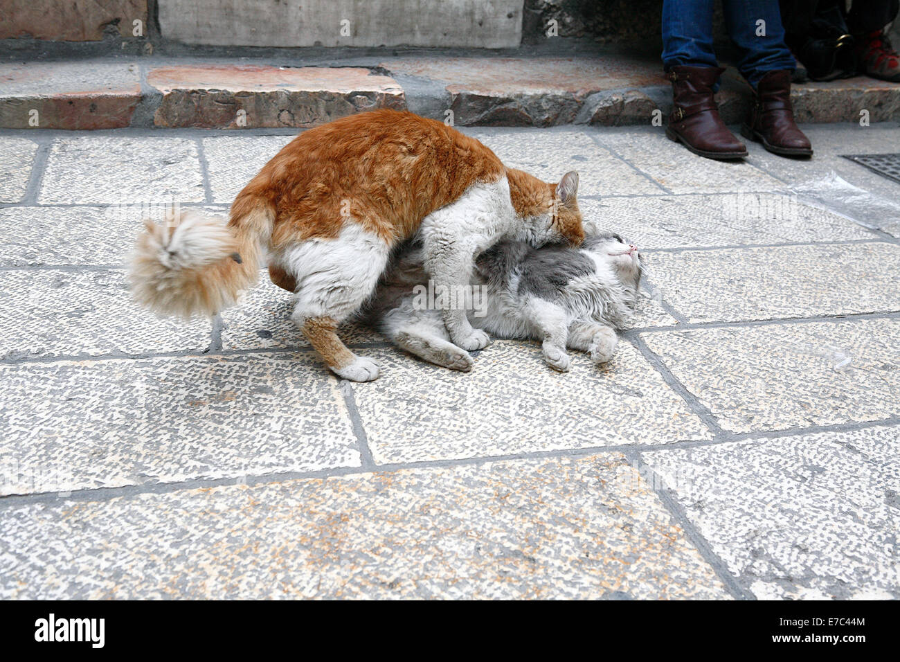 Gatto randagio combattimenti nella città vecchia di Gerusalemme, Israele Foto Stock