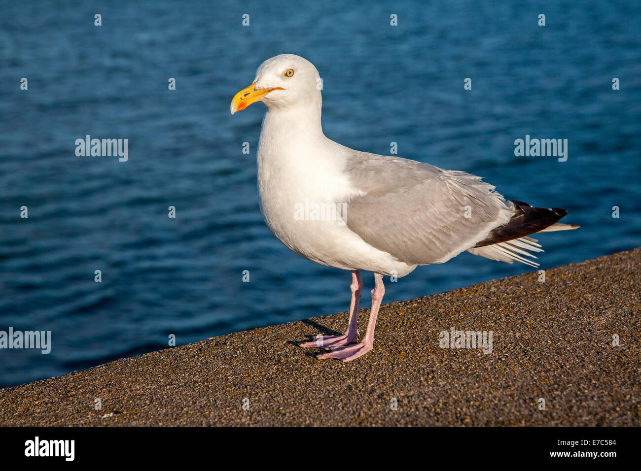 Close up di aringhe gabbiano, Larus argentatus, in piedi sul muro con il mare alle spalle, Paignton, Devon, Inghilterra Foto Stock