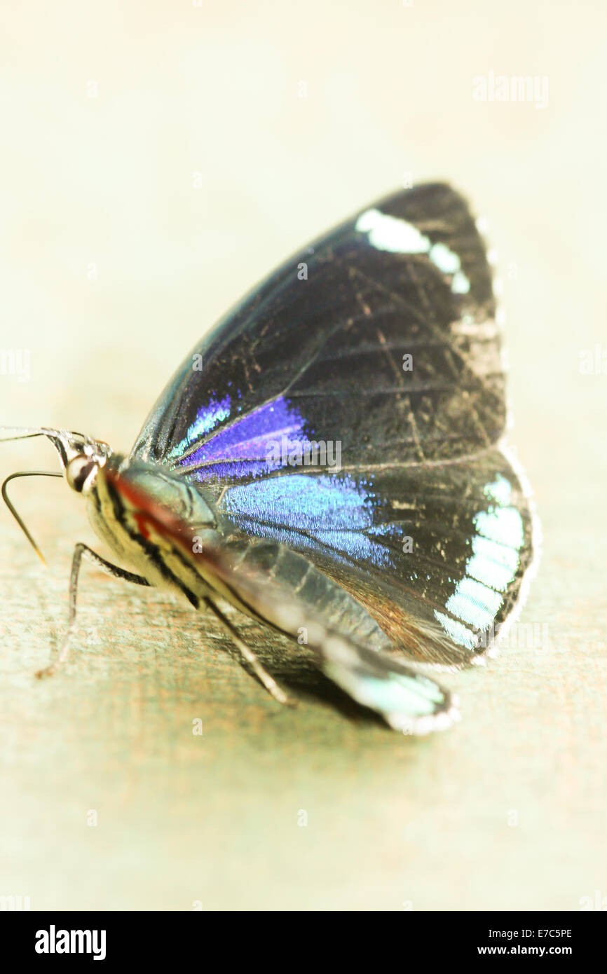 Butterfly - farfalla in appoggio con le ali tenute aperte per mostrare pattern Foto Stock