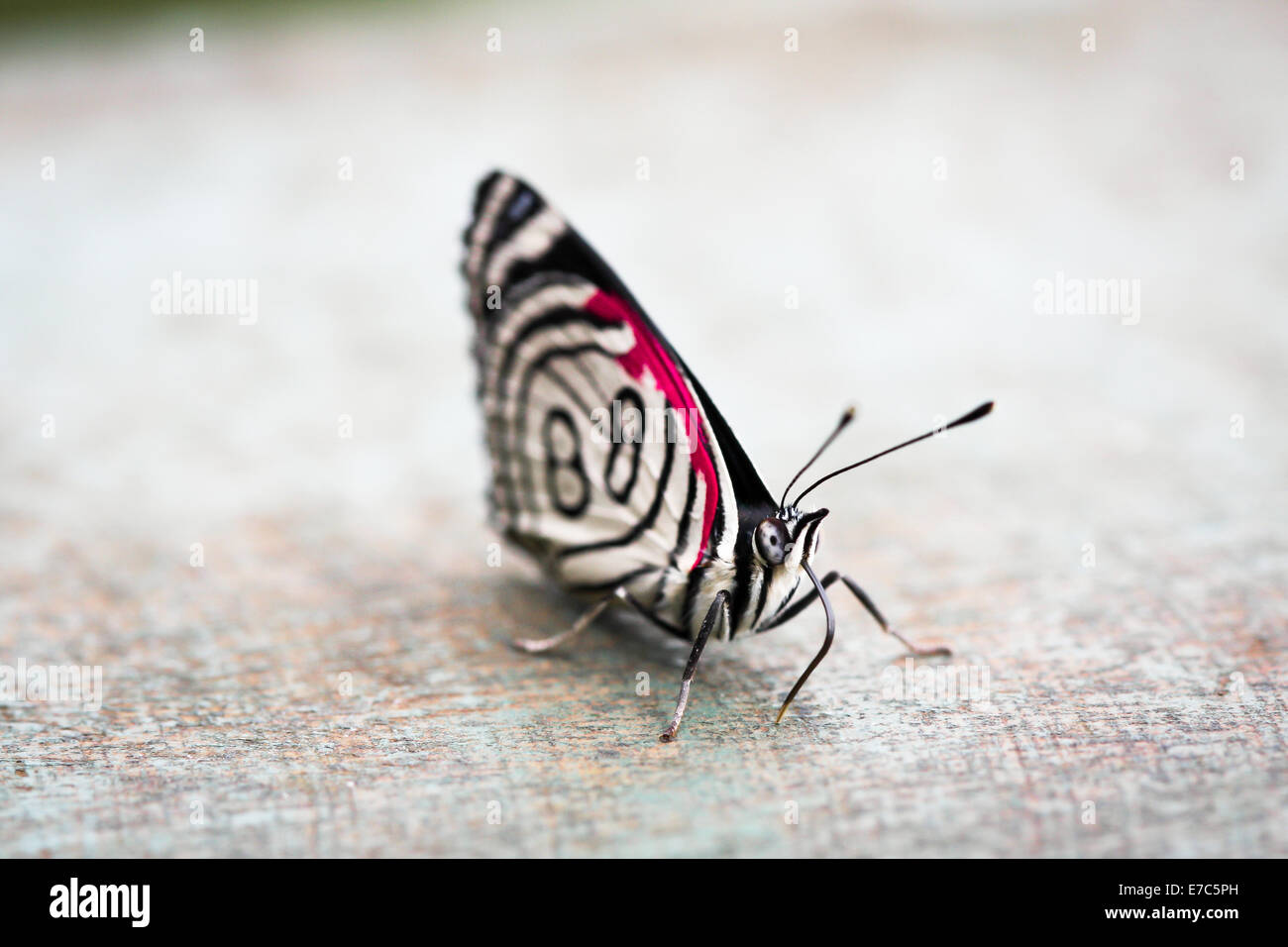 Butterfly - Close up di una farfalla è atterrato su tessuto Foto Stock