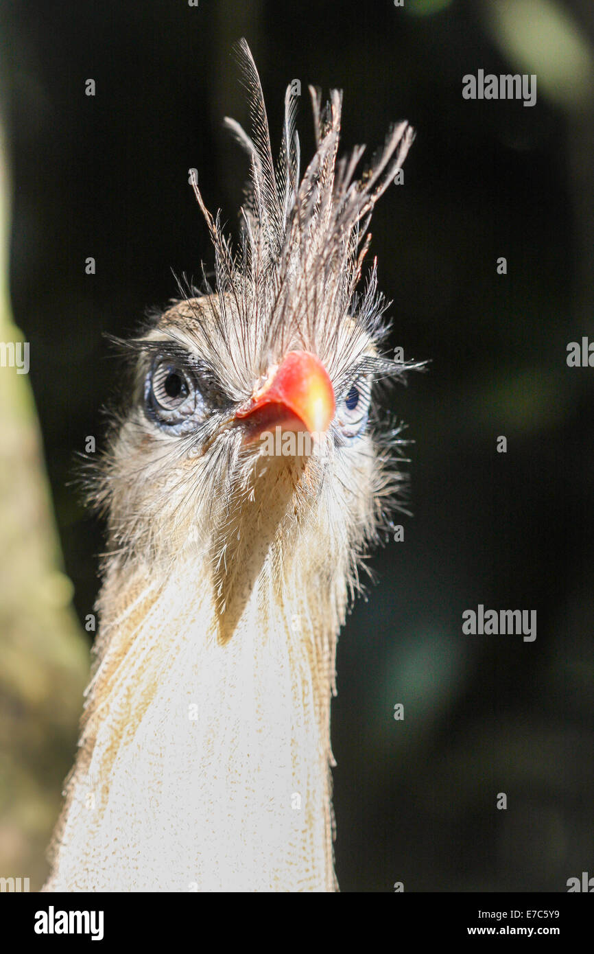 Crested bird - volto di un uccello con un becco arancione e la cresta di piume Foto Stock