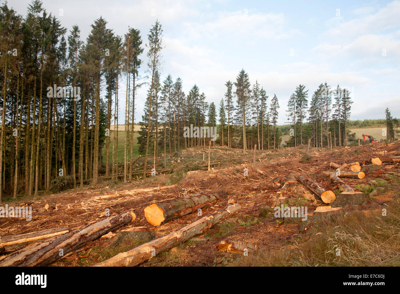Abbattimento degli alberi operazioni forestali nel Parco Nazionale di Dartmoor, Bellever foresta, Postbridge, Devon, Inghilterra Foto Stock