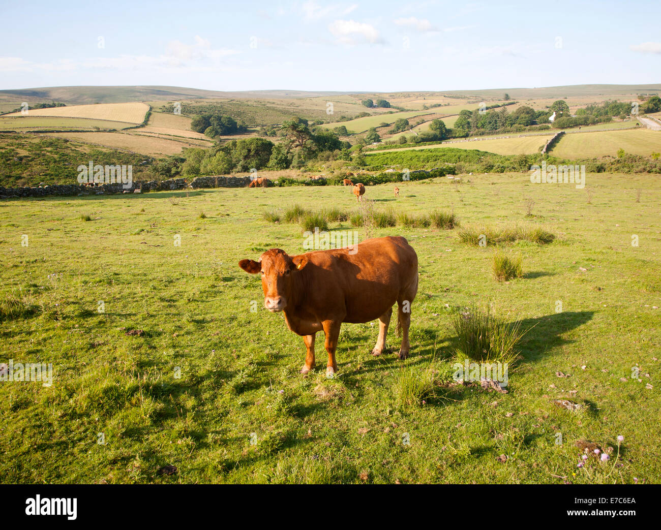 L'allevamento estensivo di bestiame sul pascolo brughiera vicino Hexworthy, parco nazionale di Dartmoor, Devon, Inghilterra Foto Stock