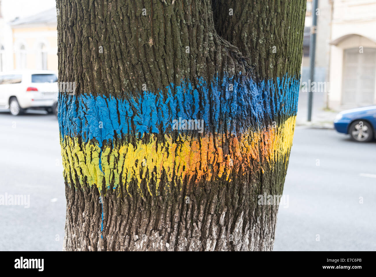 Un tronco dipinto con la bandiera ucraino di colori Foto Stock