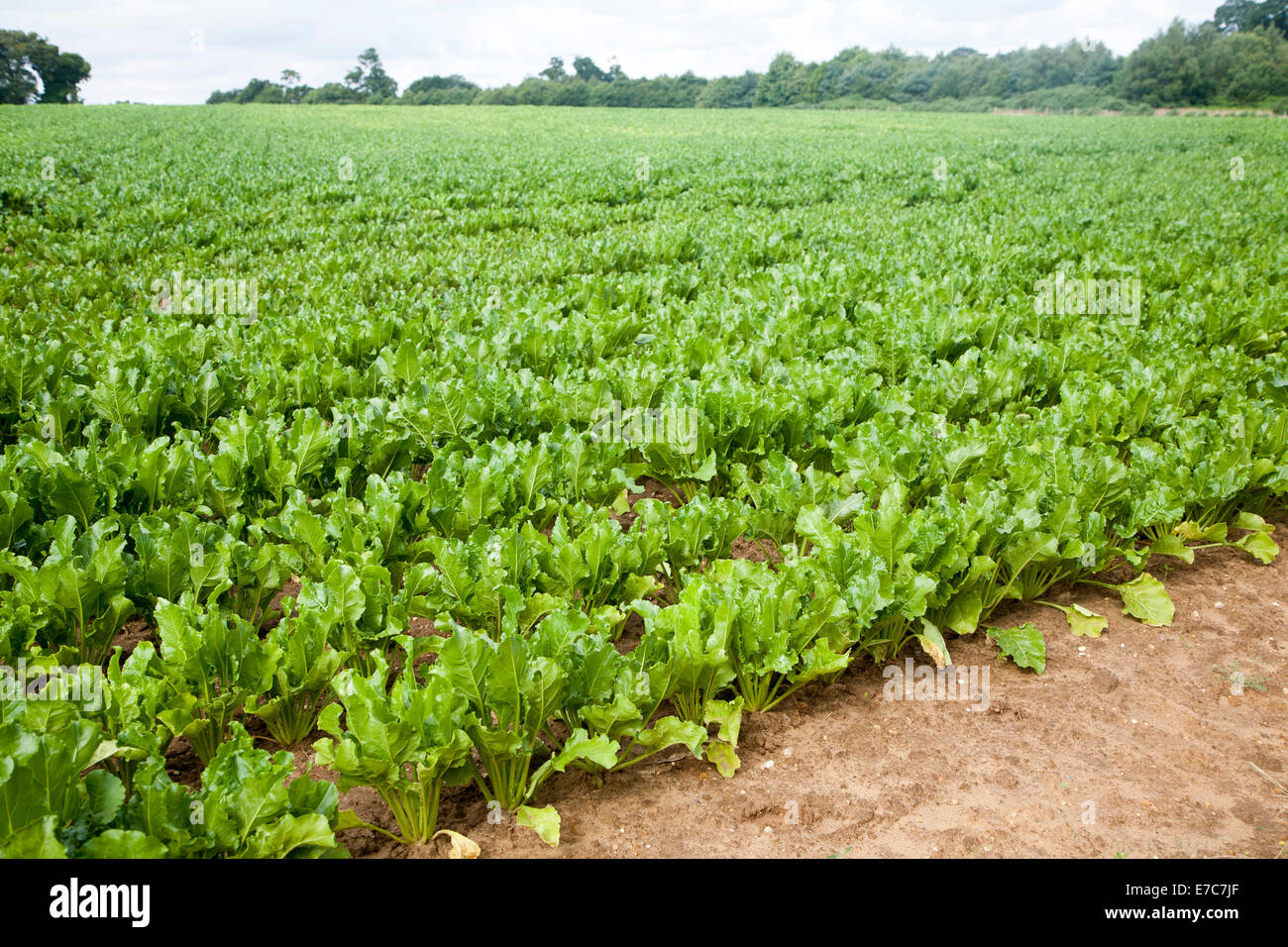 Germogli verdi di barbabietola da zucchero, Beta vulgaris, coltivazione di piante in un campo nei pressi di Shottisham, Suffolk, Inghilterra Foto Stock