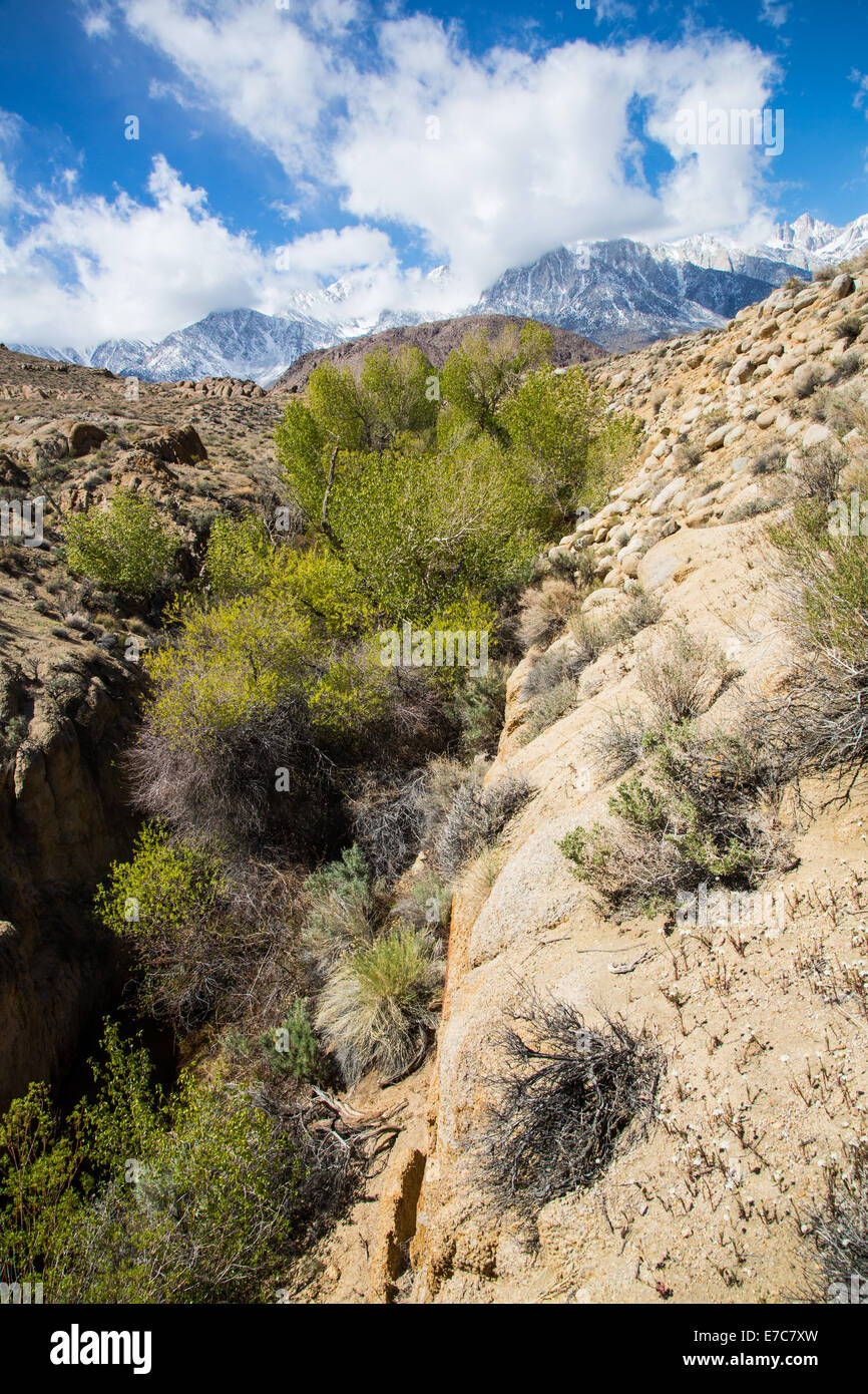Neve di primavera nella parte orientale della catena montuosa della Sierra Nevada. In California, Stati Uniti d'America Foto Stock