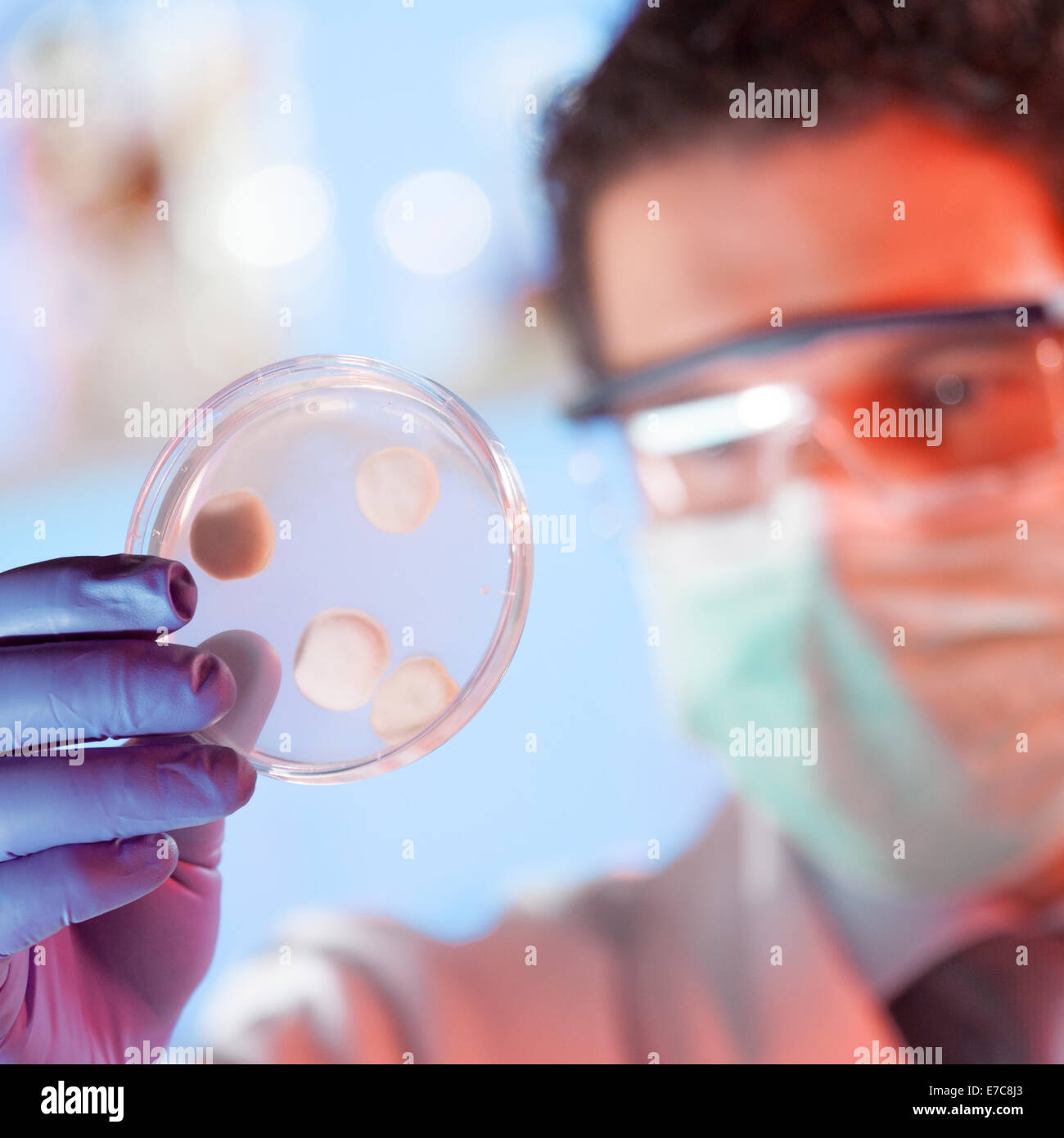 Scienziato osservando la capsula di petri. Foto Stock
