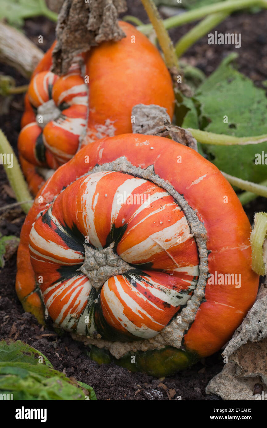 Turk il turbante, zucca zucca o Campi da Squash (Cucurbita maxima). Coltivate frutti ornamentali, o 'vegetables'. Ancora attaccato a crescere Foto Stock