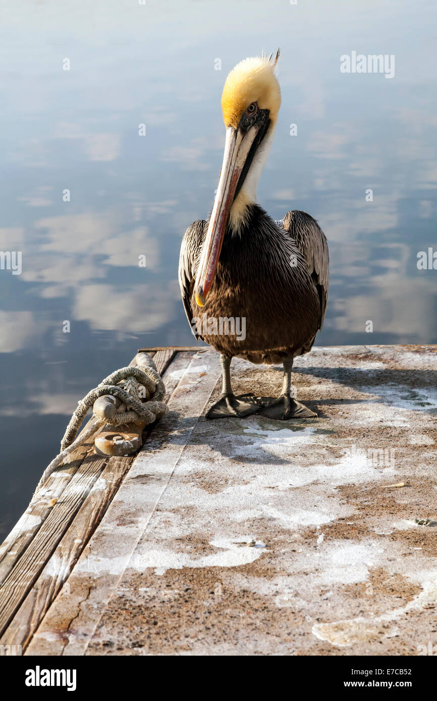 Adulta e matura Pellicano marrone (Pelecanus occidentalis) di uccelli di mare con morbido cappuccio giallo di piume in piedi sul dock di calcestruzzo. Foto Stock
