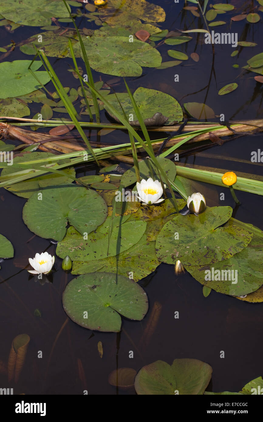 White Water-lilies (Nymphaea alba) e giallo acqua- lily (Nuphar lutea). Calthorpe ampia, NNR. SSSI. Norfolk. Foto Stock