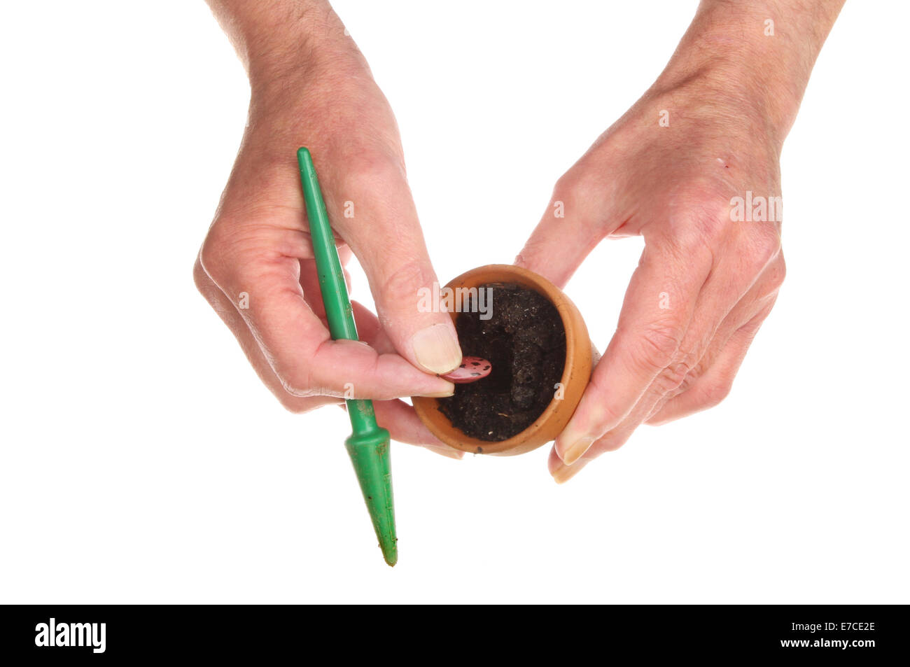 Primo piano di una coppia di mani di piantare un seme di fagioli in una pentola di terracotta isolata contro bianco Foto Stock
