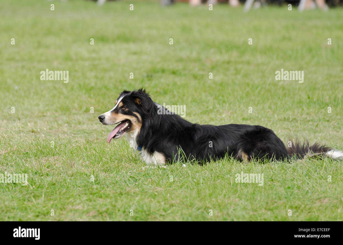 Bedfordshire vapore & country fayre, Old Warden Park, Shuttleworth, UK.Uno dei sheepdogs nel display. Credito: Scott Carruthers/Alamy Live News Foto Stock