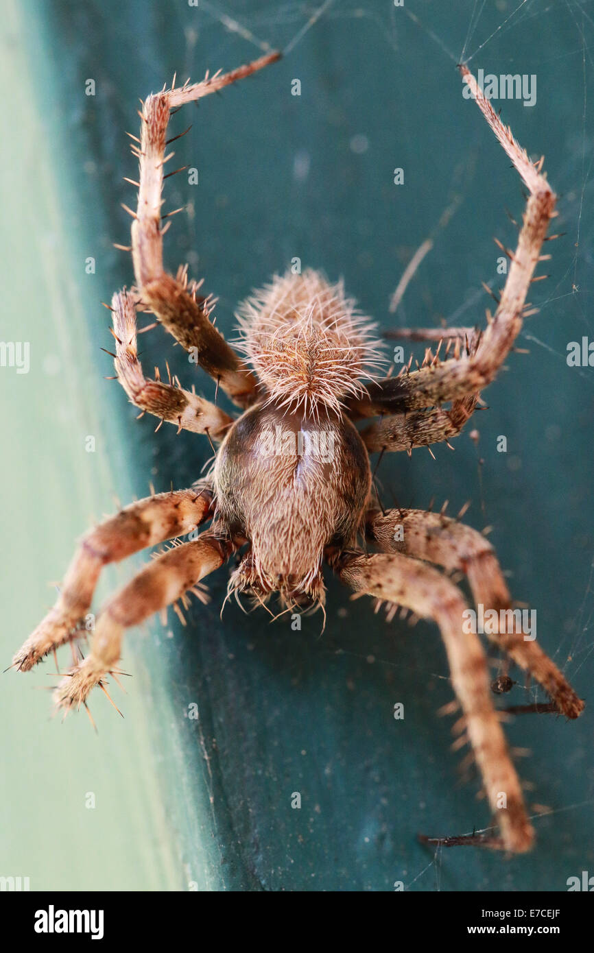 Questo è un grande ragno peloso trovati in Myrtle Beach, Carolina del Sud. Foto Stock