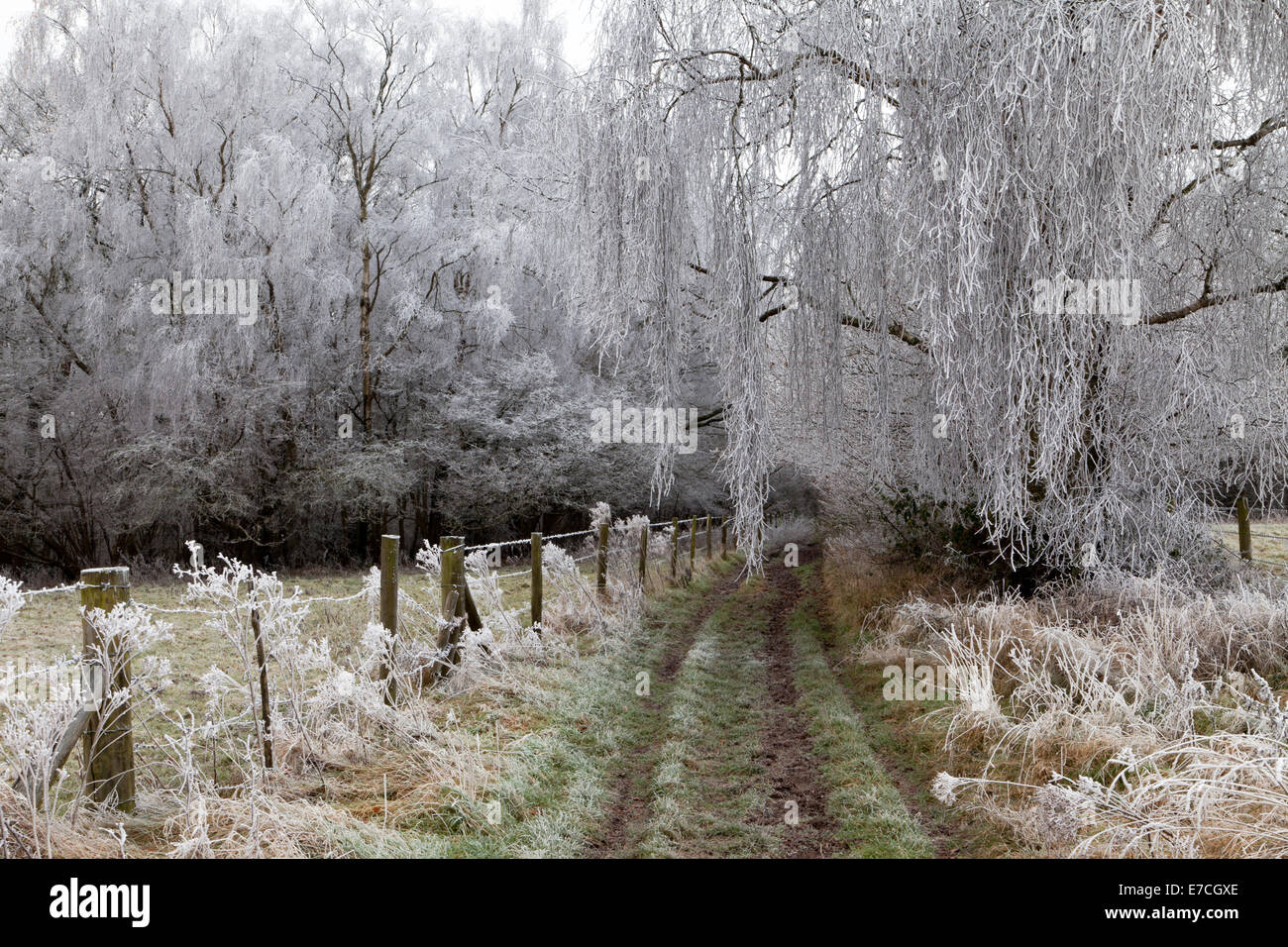 Trasformata per forte gradiente frost che copre i rami degli alberi in legno Grovely nel Wiltshire, Inghilterra. Foto Stock