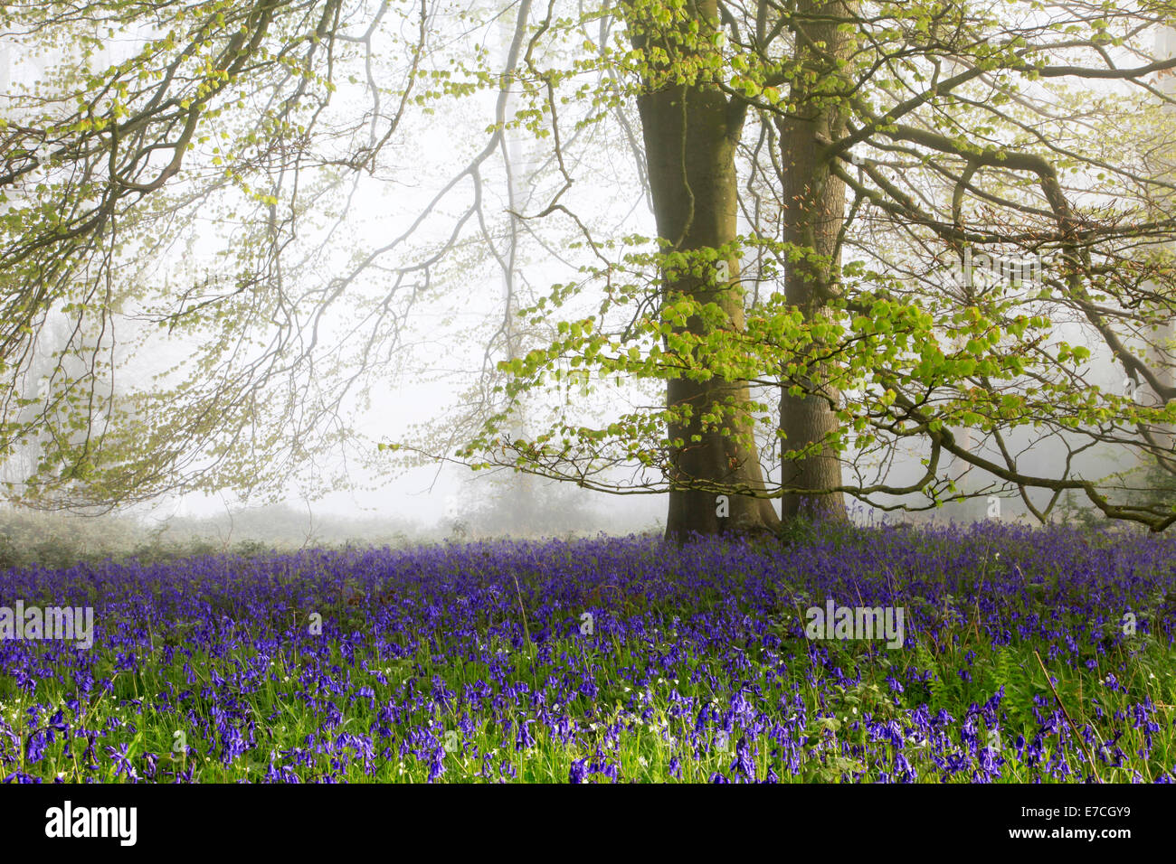 Bluebells e faggi in una nebbiosa mattina in legno Grovely, vicino a Wilton nel Wiltshire, Inghilterra. Foto Stock