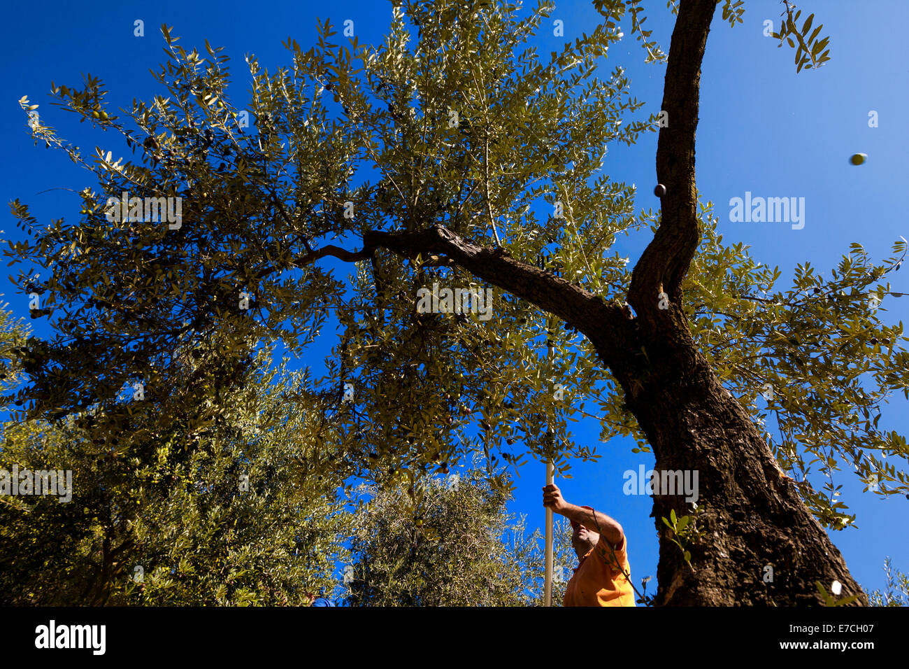 Raccolta delle olive immagini e fotografie stock ad alta risoluzione - Alamy