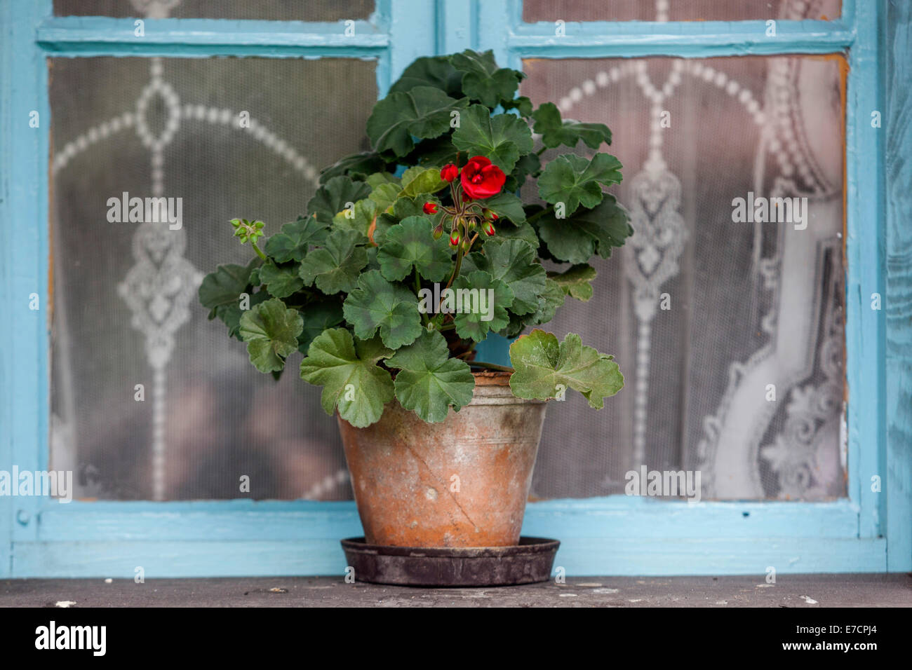 Geranio Pelargonium fiori in vaso di fiori sul davanzale rurale Repubblica Ceca Foto Stock