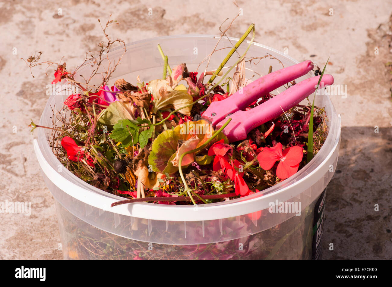 Teste di morti di fiori in un vaso con una coppia di Secateurs Foto Stock