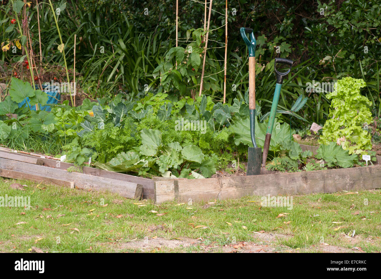 Frutta e verdura nella trama di un giardino sul retro Foto Stock