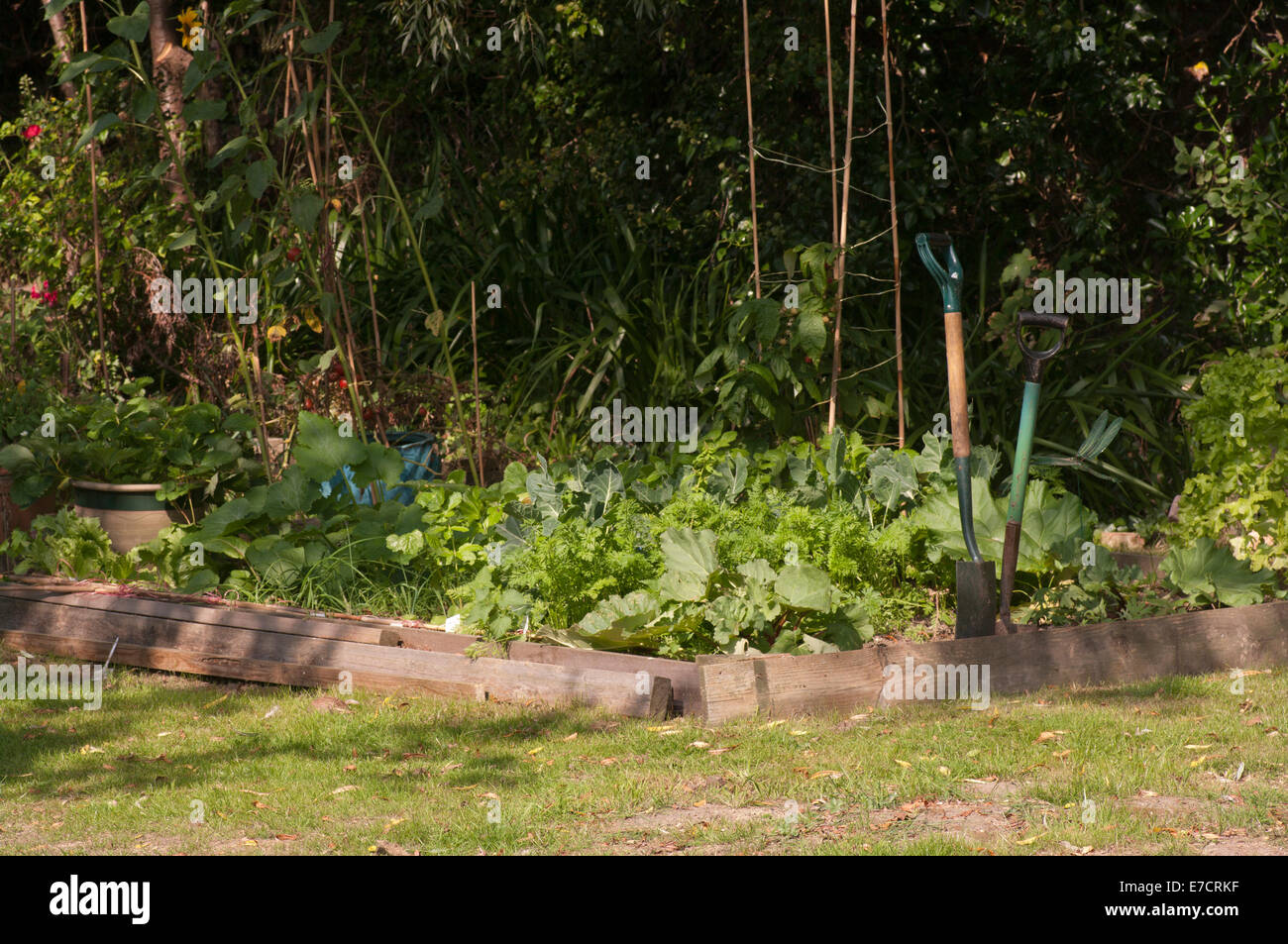 Frutta e verdura nella trama di un giardino sul retro Foto Stock