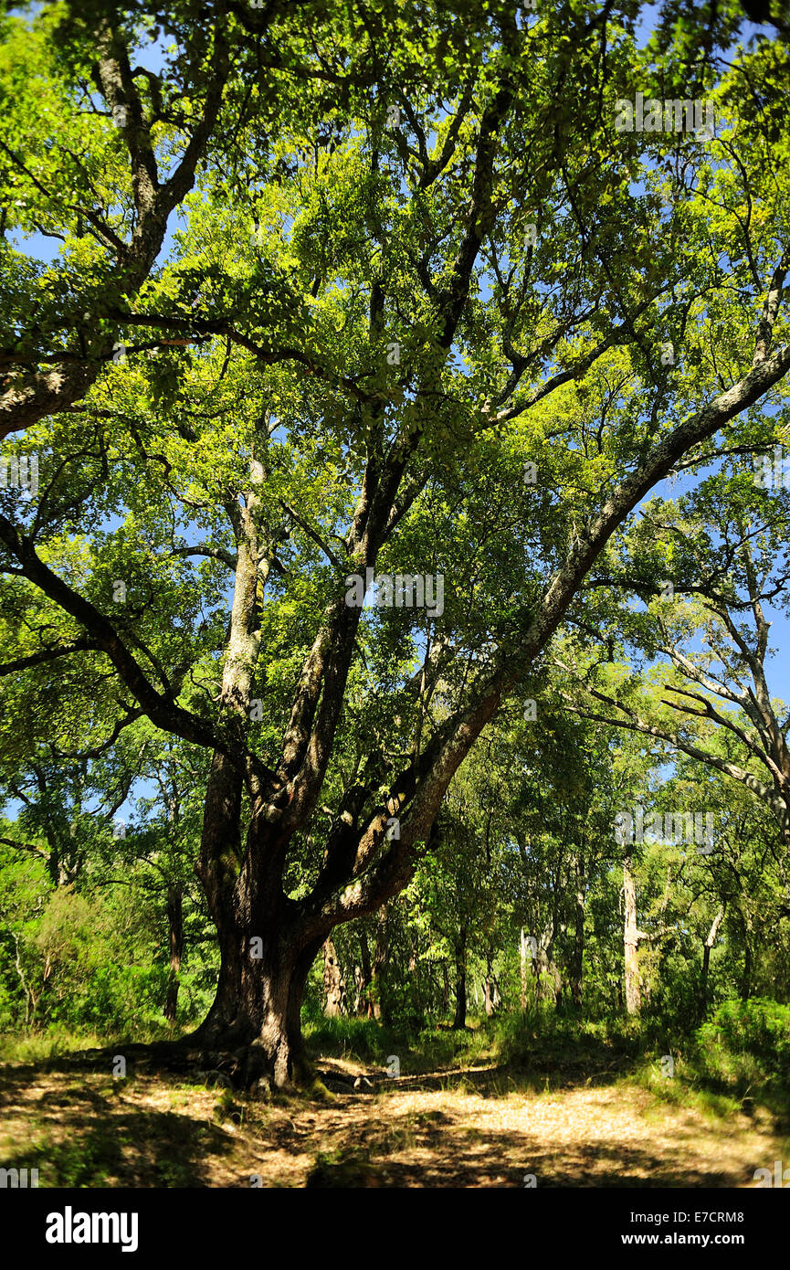 Quercia da sughero Quercus suber, Fagaceae, Fondi Lago, Latina, Lazio, Italia Foto Stock