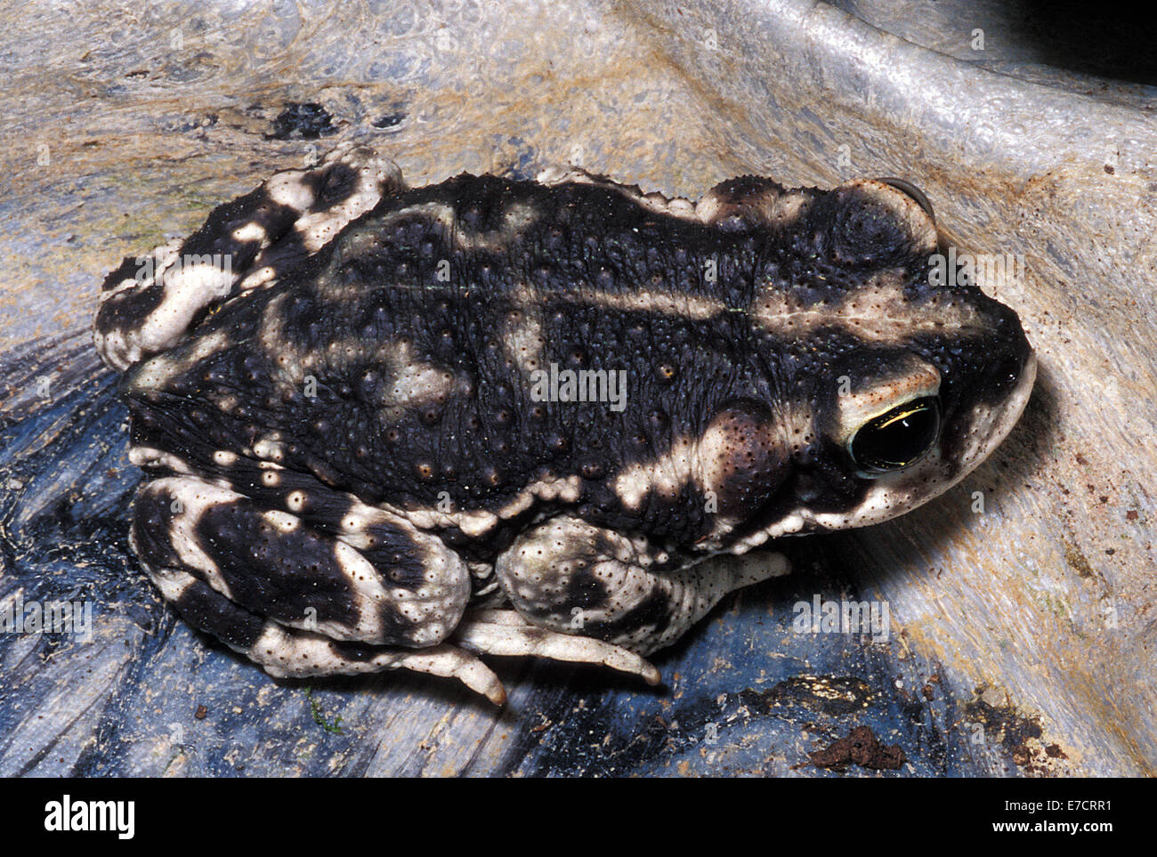 Red-spotted Toad, Rhinella rubropunctata, Bufonidae, Argentina e Cile America del Sud Foto Stock