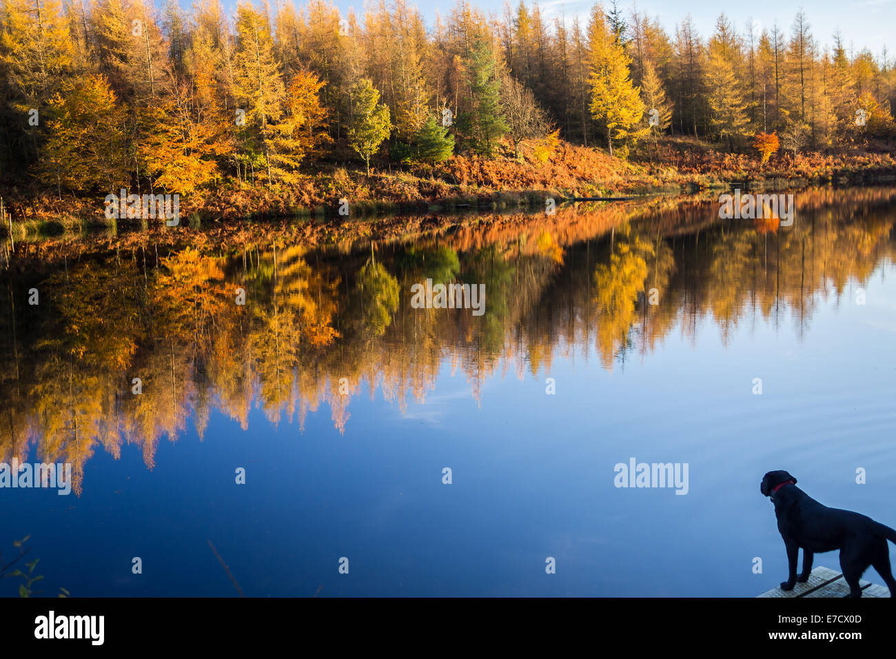 Un nero Labrador cane guardando la bella colori autunnali attraverso il tranquillo lago di acqua. Foto Stock