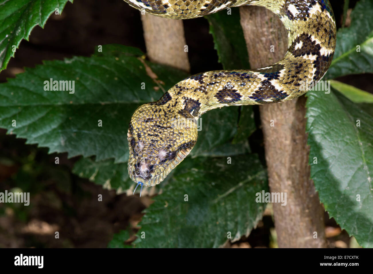 Struttura del Madagascar Boa (Sanzinia madagascariensis), Madagascar Foto Stock