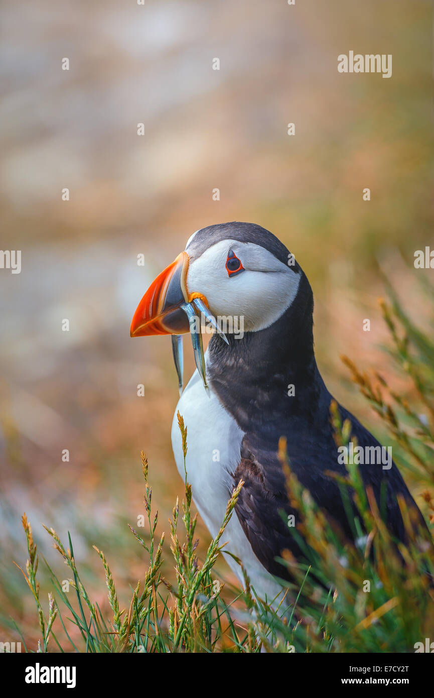 Questo Atlantic Puffin (Fratercula arctica) è in piedi vicino al suo nido effettuano uno scavo con cicerelli nel suo becco. Un britannico di uccello Foto Stock