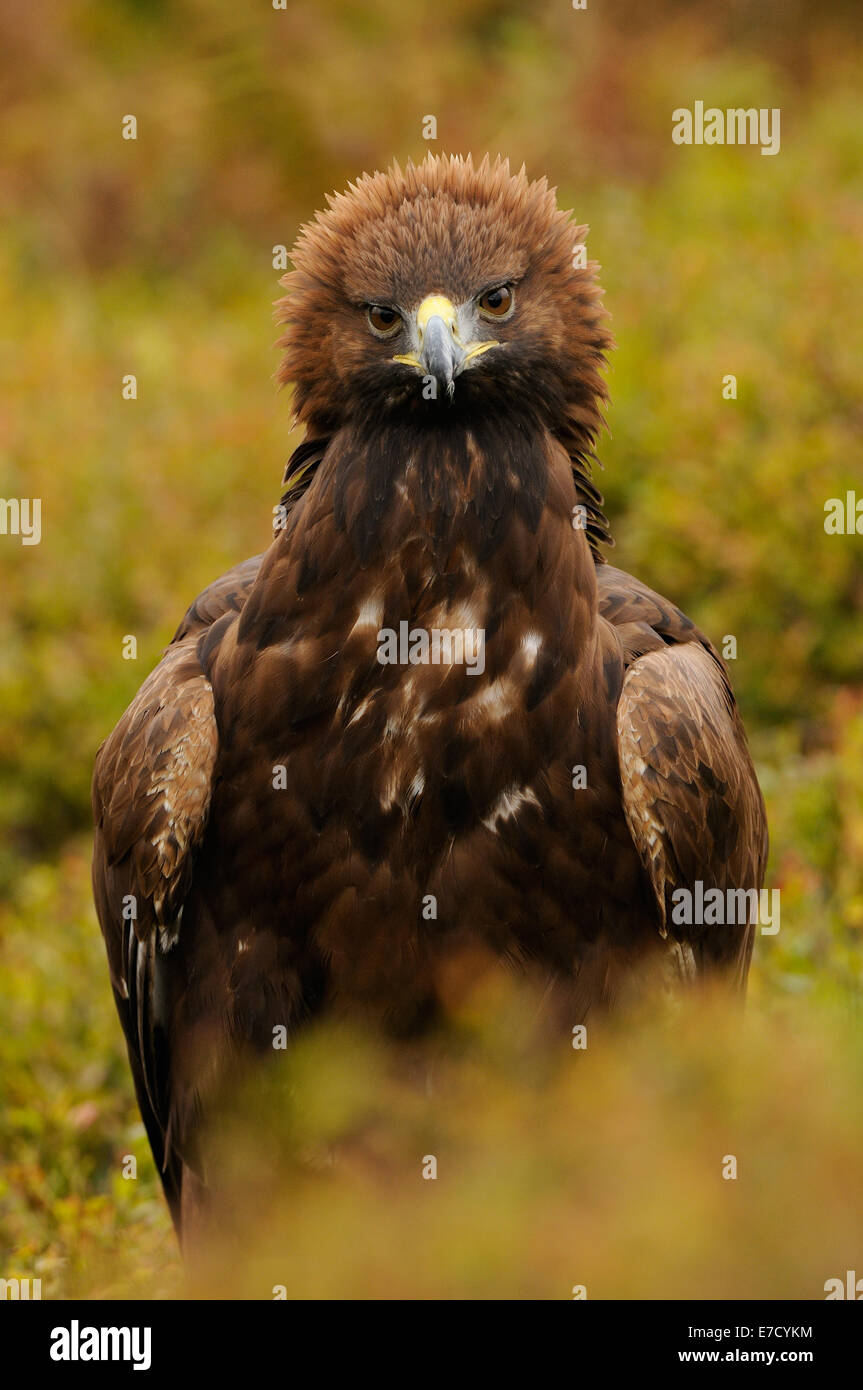 Golden Eagle, nel mezzo di autunno vegetazione colorata in mostra il suo fiero o angriness mettendo la corona di piume Foto Stock