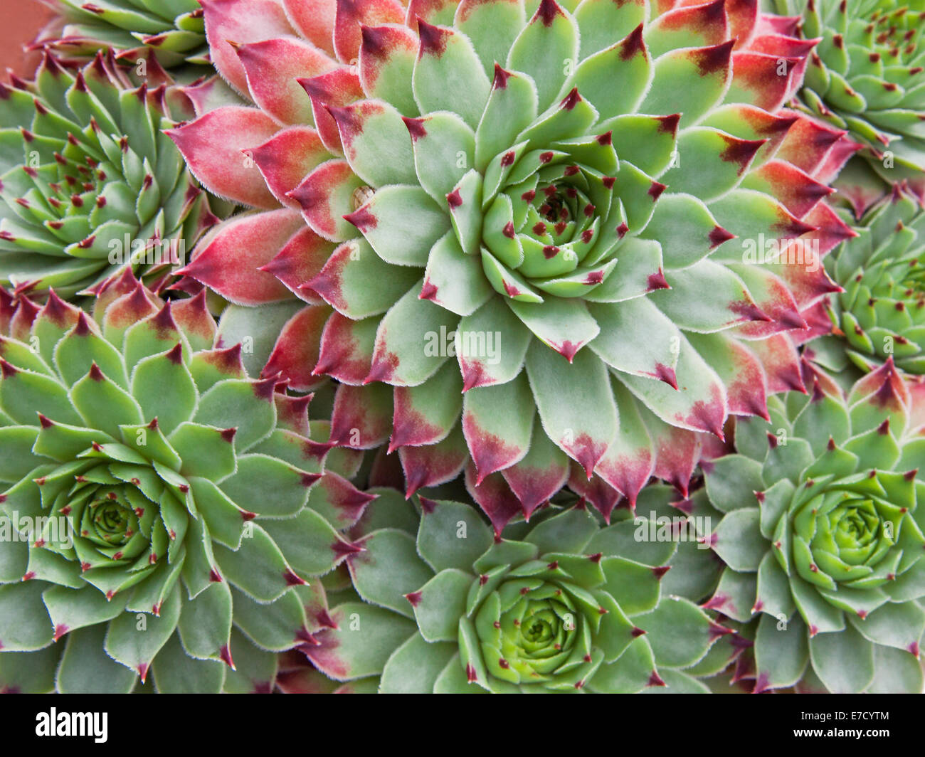 Sempervivum Hirtum piante Foto Stock