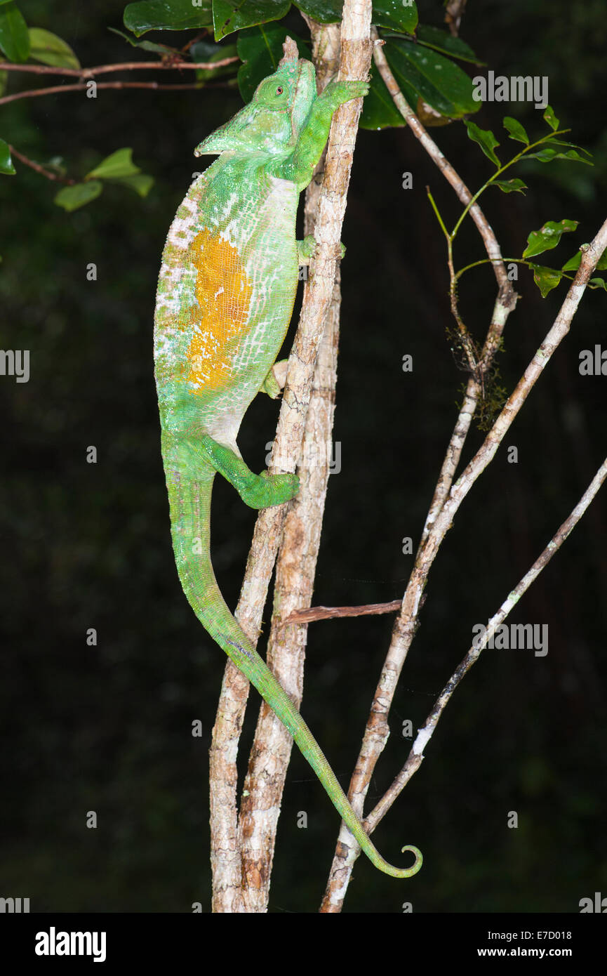 Parson's chameleon (Calumma parsonii), Andasibe-Mantadia Parco nazionale del Madagascar Foto Stock