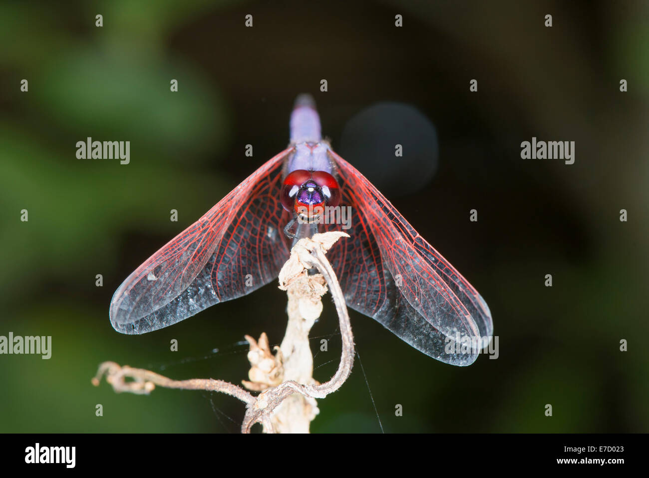 Dragon Fly, Maroansetra, Madagascar Foto Stock