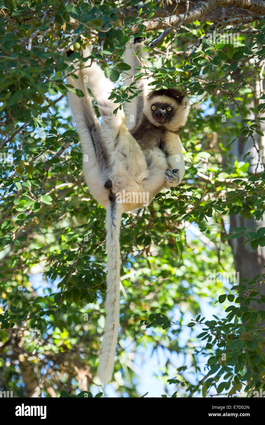 La Verreaux Sifaka (Propithecus verreauxi) in una struttura ad albero, Berenty riserva naturale, Fort Dauphin, provincia di Toliara, Madagascar Foto Stock