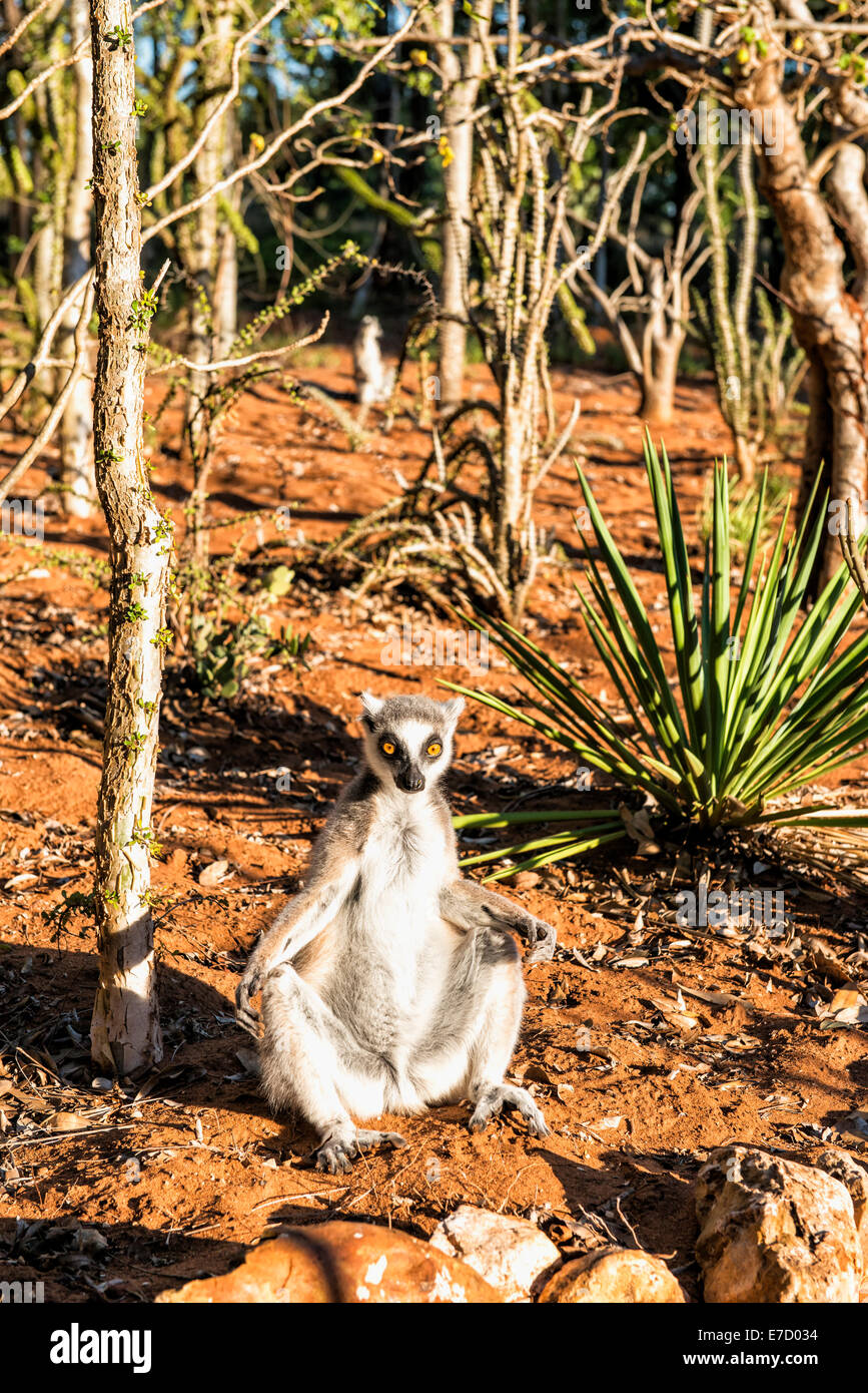 Anello-tailed Lemur, (Lemur catta), Berenty riserva naturale, Fort Dauphin, provincia di Toliara, Madagascar Foto Stock